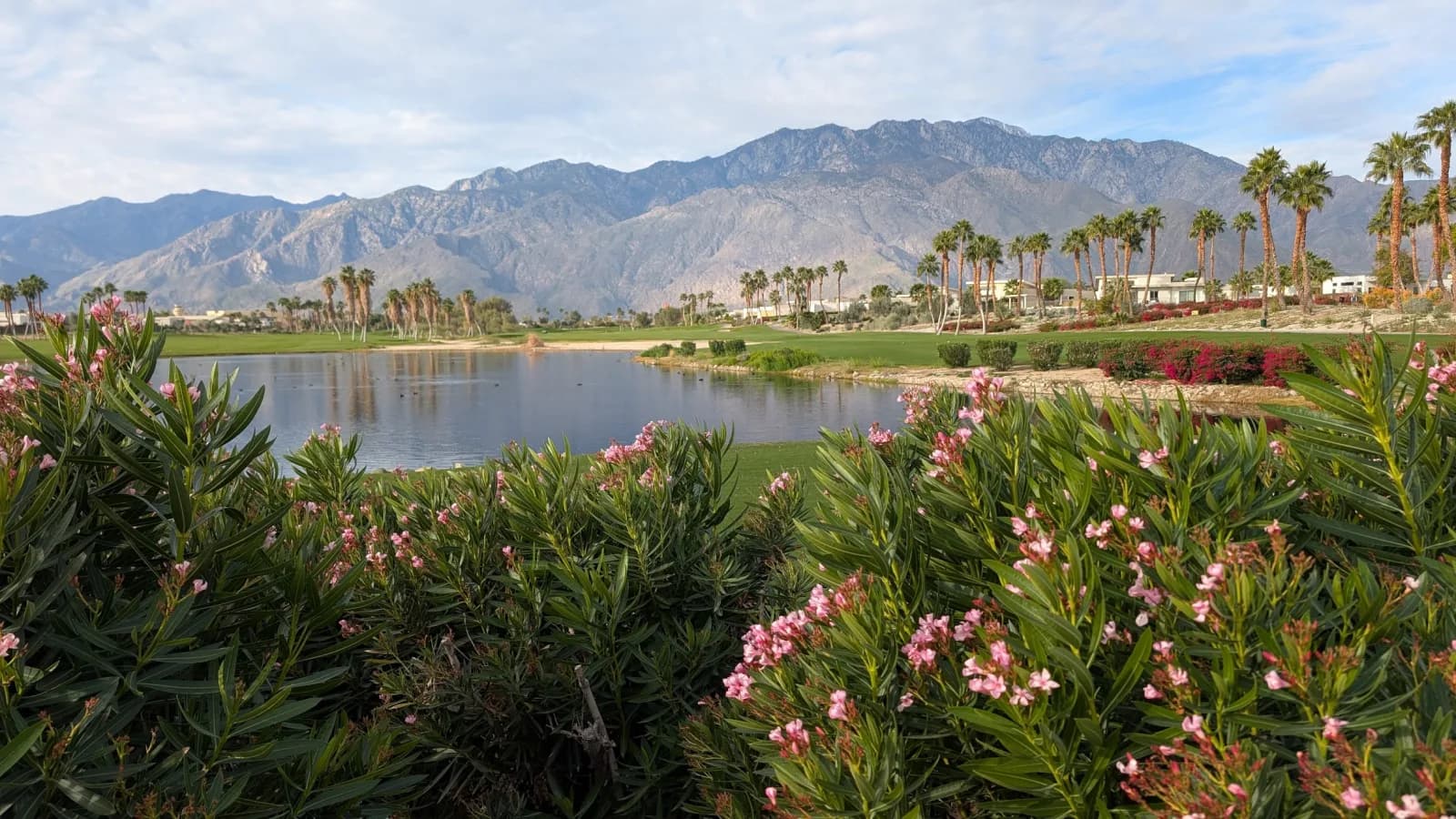 Pink oleander in the foreground at Escena, a lake dotted with ducks beyond it, and fairway, palms, and a broad mountain face in the distance.